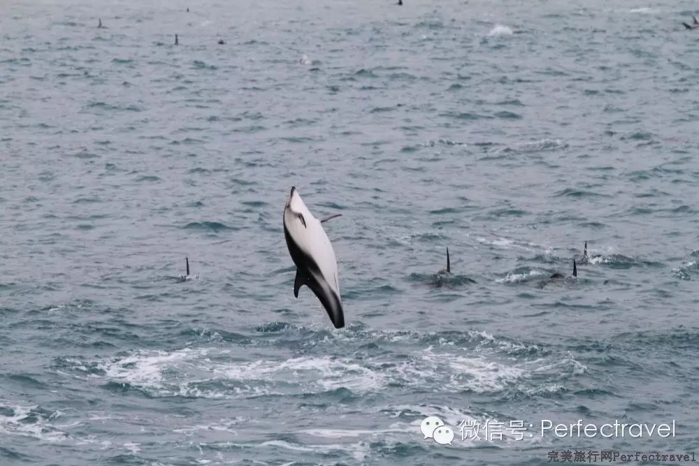鲸鱼,海豚,海豹:动物大集合 鲸鱼,海豚,海豹:动物大集合