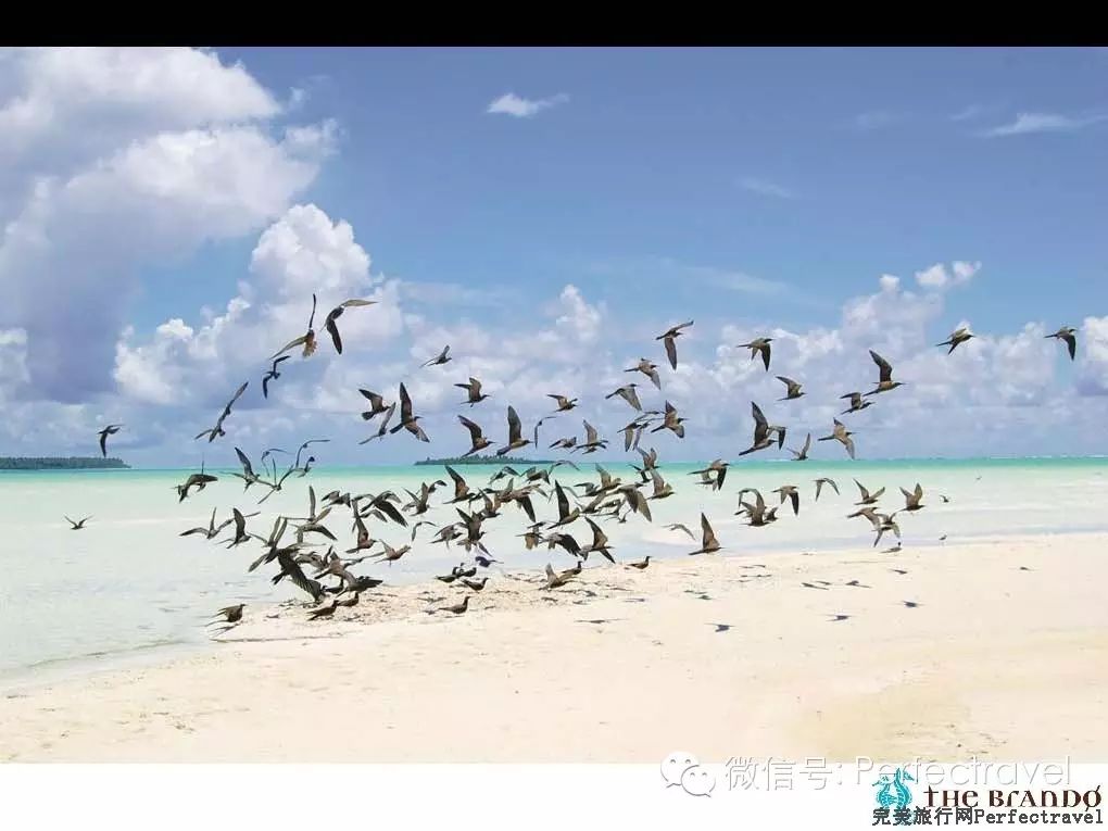 大溪地最顶级的酒店The Brando:春节价格也亲民! - 完美旅行Perfectravel - 完美旅行Perfectravel的博客 大溪地最顶级的酒店The <wbr>Brando:春节价格也亲民!