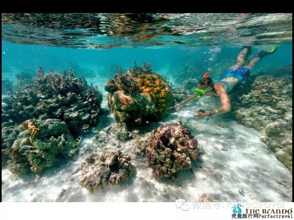 大溪地最顶级的酒店The Brando:春节价格也亲民! - 完美旅行Perfectravel - 完美旅行Perfectravel的博客 大溪地最顶级的酒店The <wbr>Brando:春节价格也亲民!