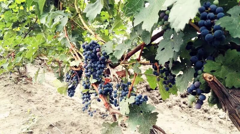 【冒牌酿酒师手记】8月12日 <wbr>- <wbr>贺东庄园