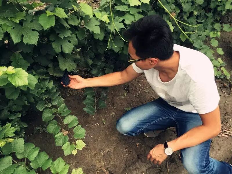 【冒牌酿酒师手记】8月12日 <wbr>- <wbr>贺东庄园