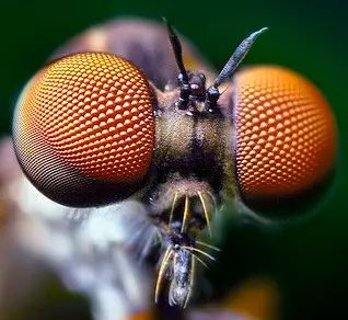图13 昆虫的复眼:光场相机