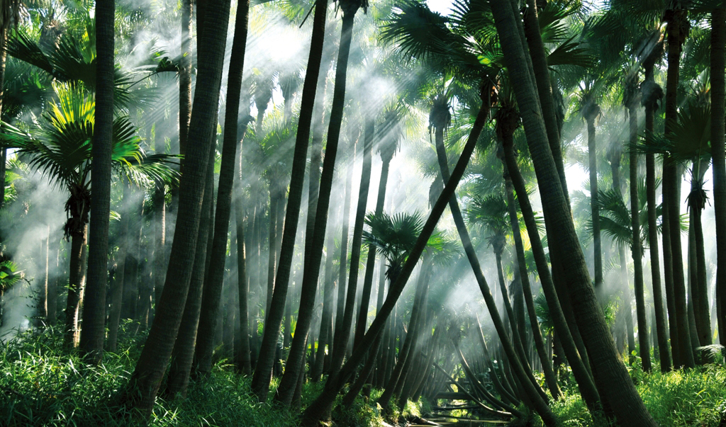 文化积淀而来的新会之美