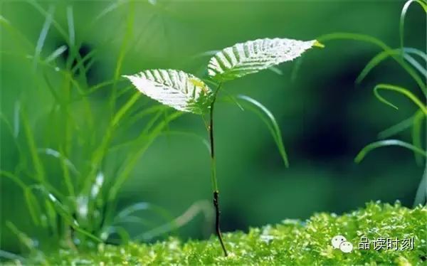 转载：简单到极致，便是大智！670 / 作者:桂花糕 / 帖子ID:107627