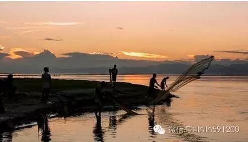 揭秘！水中鱼儿是通过什么来辨别食物的昵？