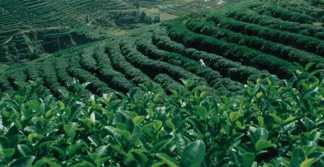 2016年农业改革 将会改出哪些农业赚钱大商机？