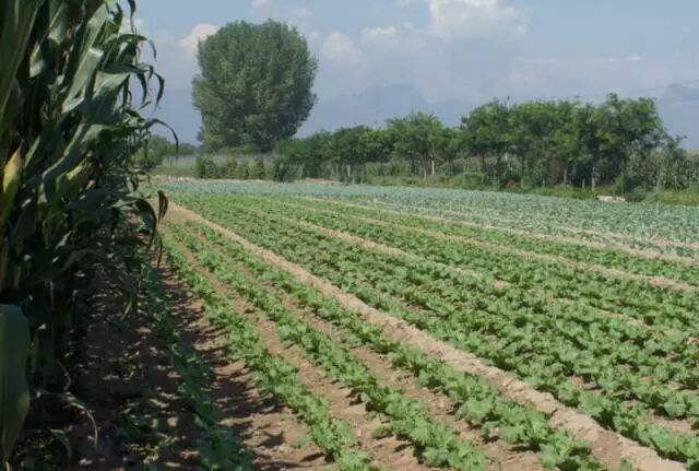 2016年农业改革 将会改出哪些农业赚钱大商机？