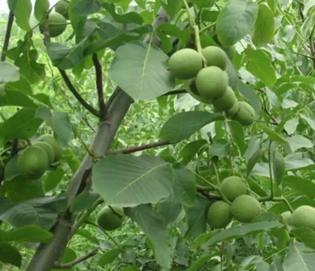 2016年农业改革 将会改出哪些农业赚钱大商机？