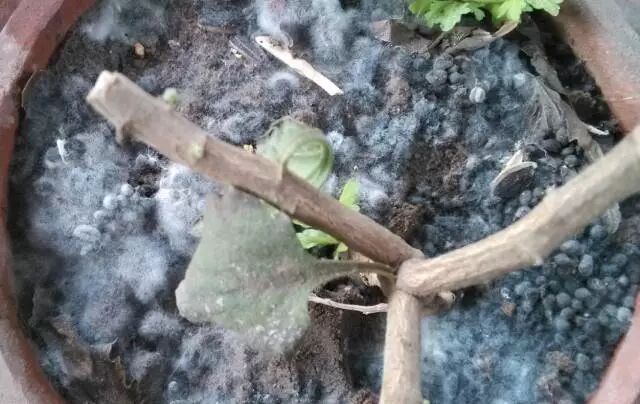 2016年农业改革 将会改出哪些农业赚钱大商机？