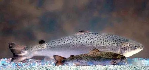 美國批準轉基因鮭魚可供食用