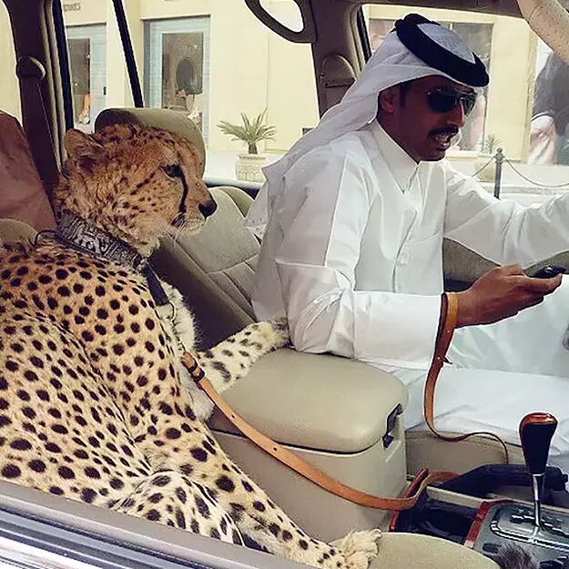 从迪拜传来的照片！看傻了！震撼全世界！