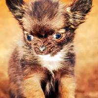 这是全世界最娇小的狗狗，小到它几乎怀疑自己是只猫！