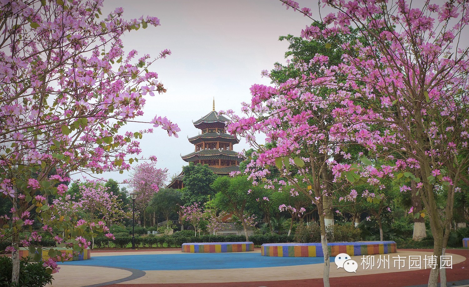 桐花-四季花卉-花海旅行-農業易遊網