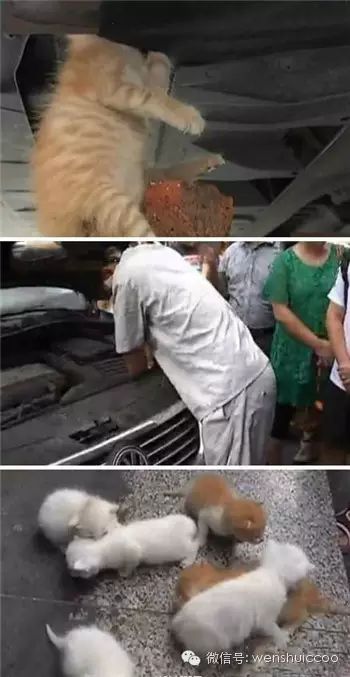 登录查看大图