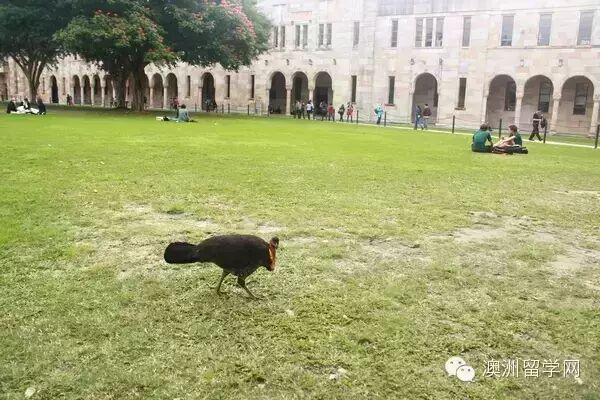 【澳洲留学体验】我在澳洲昆士兰大学就读