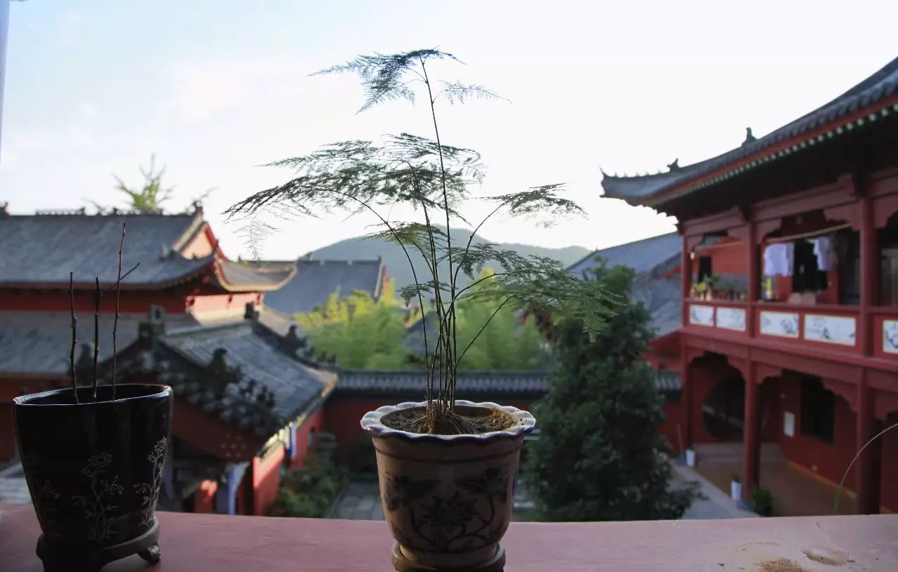 夏令营丨南天润法雨，营员喜归家