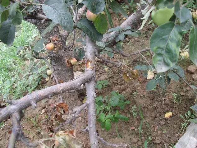 һ��Ҫ���ӹ���������԰��