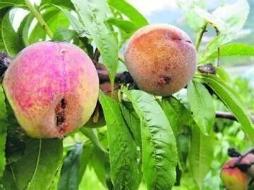 �����溦�ھ���������Сʳ�ĳ�