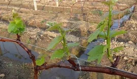 ���Ѷ���Ҷ�ڹ���