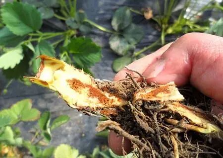 �����溦�ھ���������ݮ������