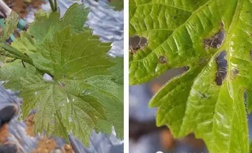 ���Ѷ���Ҷ�ڹ���