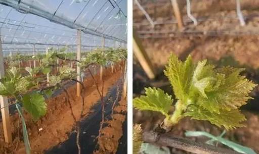 ���Ѷ���Ҷ�ڹ���