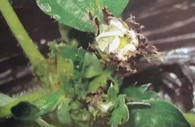 �����溦�ھ���������ݮѿ�ݲ�