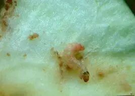 �����溦�ھ�������ƻСʳ�ĳ�