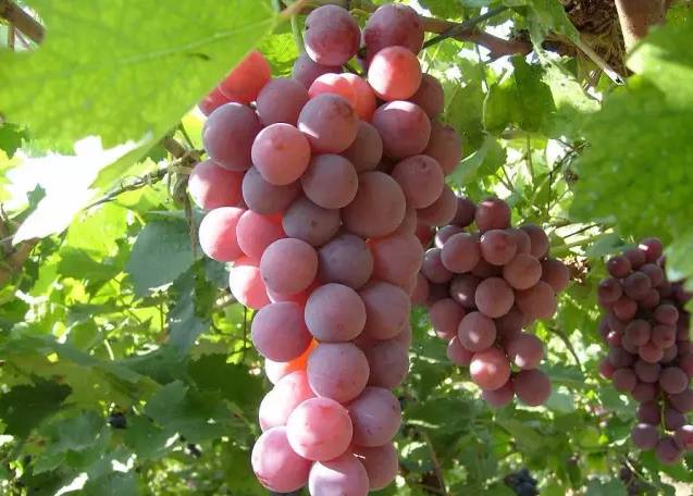 ���Ѳ�������ԭ��