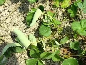 �����溦�ھ���������ݮ��ݲ�