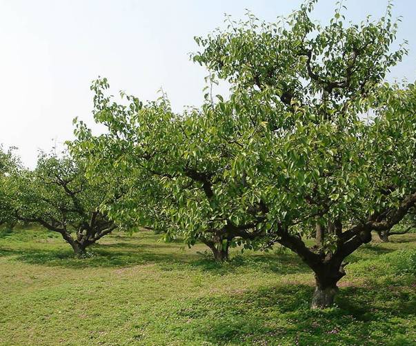 ��԰ע������