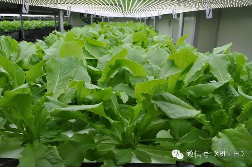 室内无土栽培生菜的led植物灯配光方法 Led企业新闻 厦门鑫宝亮光电有限公司