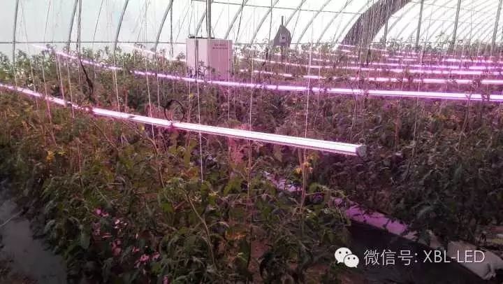 Led植物照明的发展障碍有哪些 Led企业新闻 厦门鑫宝亮光电有限公司