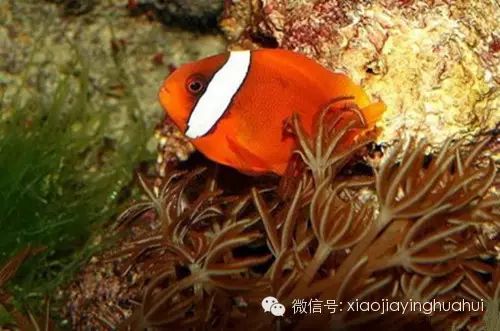 千姿百态海水鱼 小丑鱼 石家庄花卉培育基地 河北汇春苗木种植有限公司