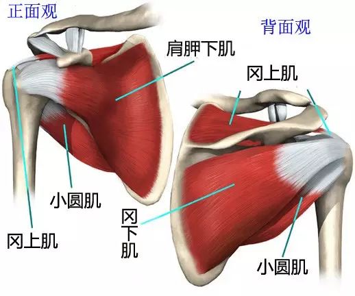 肩袖解剖图.jpg