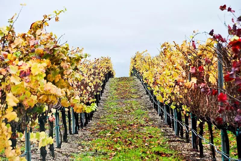 800px-Pinot_Noir_wine_fields_in_Santa_Maria,_CA_-_Flickr_-_Moto@Club4AG.jpg