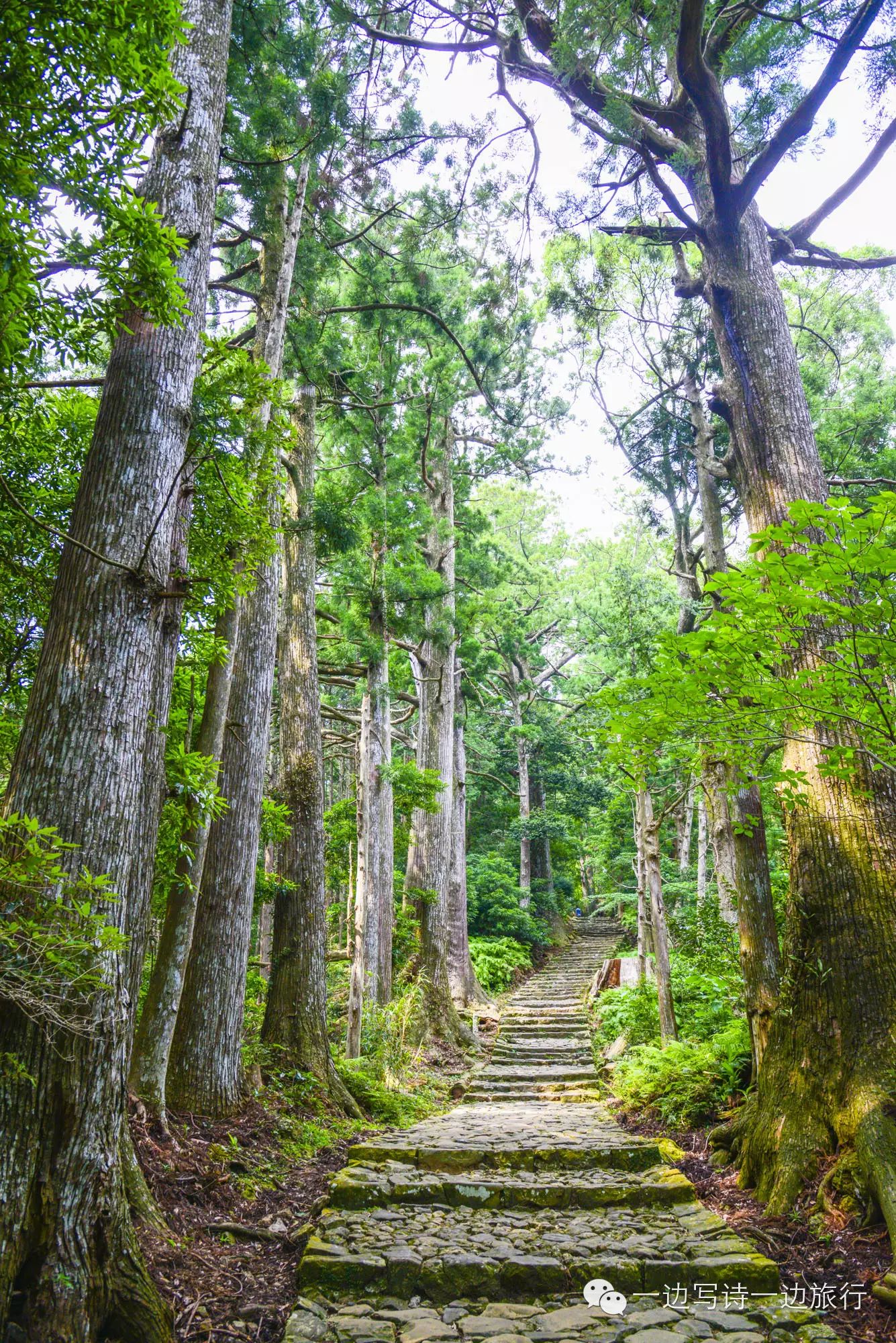 高野山町石道 『高野山町石道』(橄欖綠),由空海開闢,從高野山山碌哪