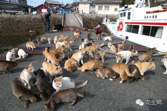 日本猫岛图片