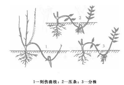 春天来了,又到了繁殖的时候了—苗木技术压条繁殖