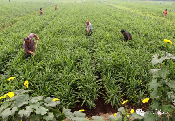 【施肥方案第48期】立秋后大姜要施足“三股叉肥”