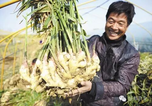 【施肥方案第48期】立秋后大姜要施足“三股叉肥”