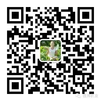 【施肥方案第48期】立秋后大姜要施足“三股叉肥”