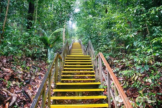 探秘世界仅存的原始森林新加坡武吉知马山