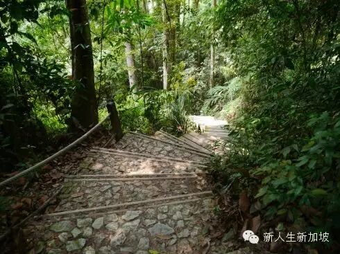 探秘世界仅存的原始森林新加坡武吉知马山