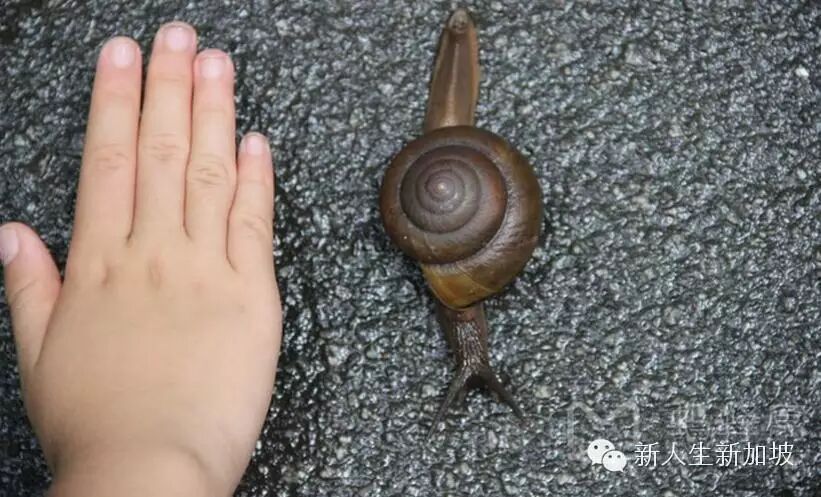 探秘世界仅存的原始森林新加坡武吉知马山