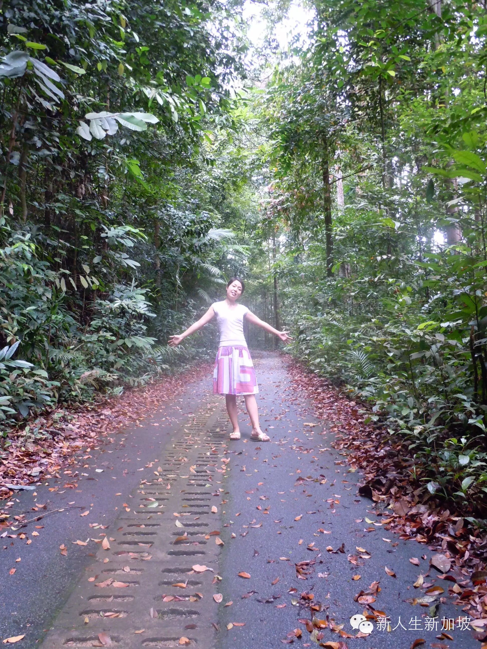 探秘世界仅存的原始森林新加坡武吉知马山