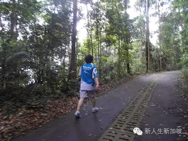 探秘世界仅存的原始森林新加坡武吉知马山