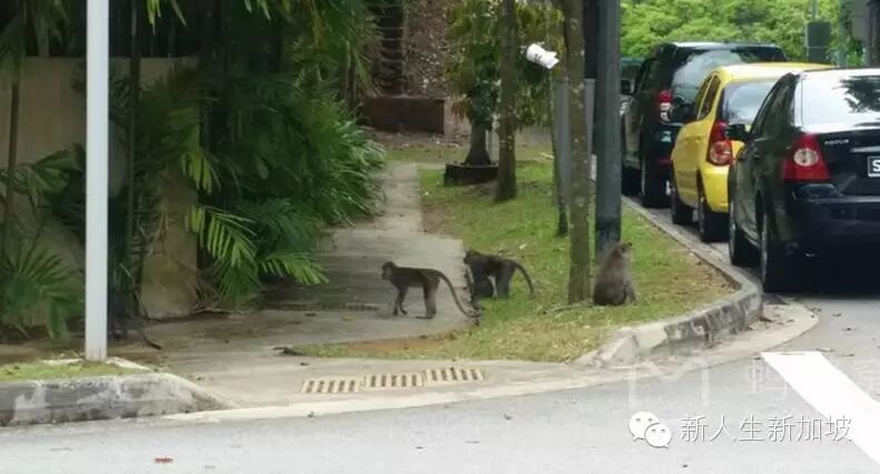 探秘世界仅存的原始森林新加坡武吉知马山