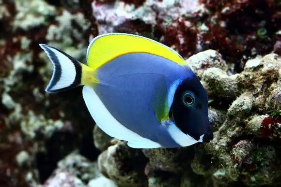  <wbr>《海底总动员》小丑鱼nemo那些明艳且性格迥异的伙伴们来到了真实世界