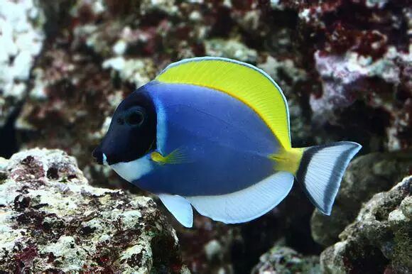  <wbr>《海底总动员》小丑鱼nemo那些明艳且性格迥异的伙伴们来到了真实世界